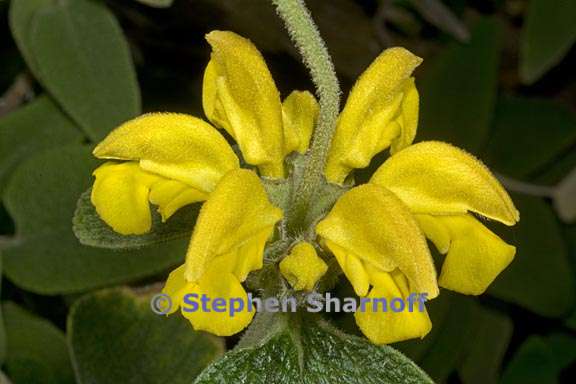 phlomis chrysophylla 3 graphic